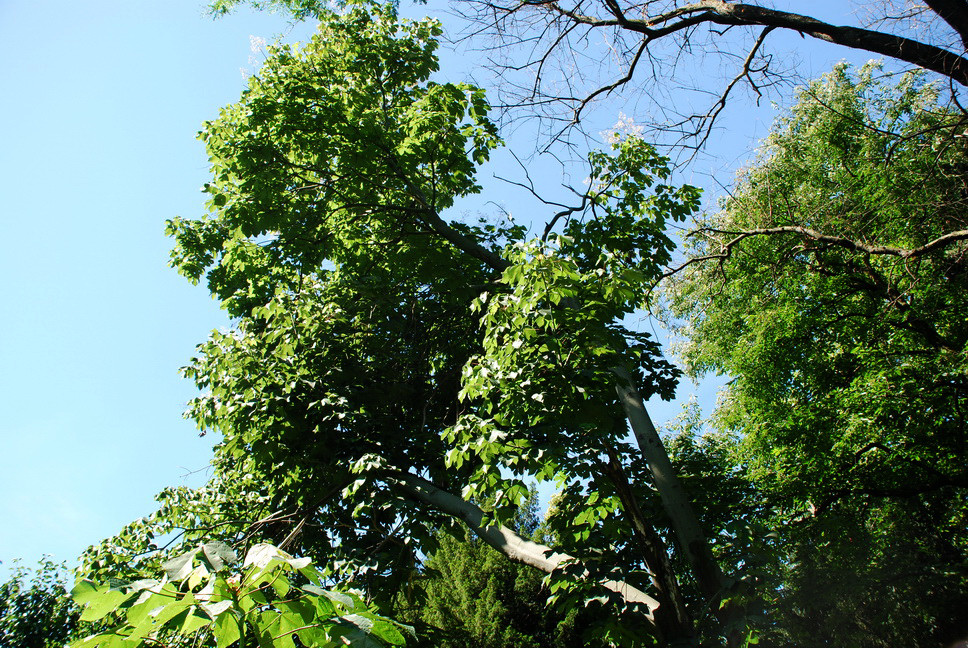Orto Botanico_056.JPG